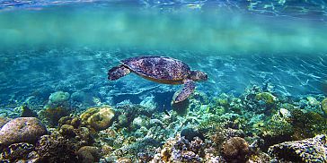 Snorkel with Turtles - 2 hour Private Boat Trip in the North